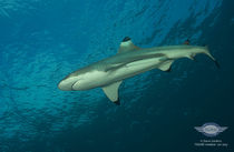 Nikumaroro Screen Saver: Sharks of Nikumaroro